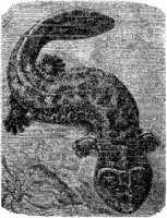 AMB206C.JPG