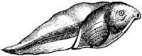 AMB203G.JPG
