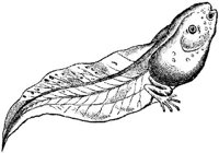 AMB203F.JPG