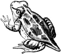 AMB203D.JPG
