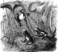 AMB202E.JPG