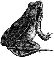 AMB202C.JPG