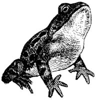 AMB202A.JPG