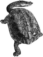 AMB198B.JPG