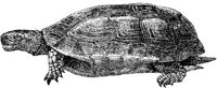 AMB197E.JPG