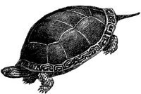 AMB197B.JPG