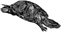 AMB196F.JPG