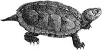 AMB196C.JPG