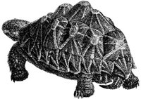 AMB195E.JPG