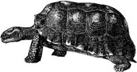 AMB195D.JPG