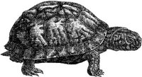 AMB194E.JPG