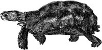 AMB193E.JPG