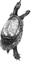 AMB193B.JPG
