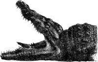 AMB191D.JPG