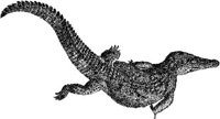 AMB191B.JPG