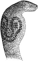 AMB188C.JPG