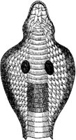 AMB186D.JPG