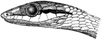 AMB184A.JPG