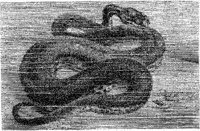 AMB182A.JPG