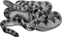 AMB181C.JPG
