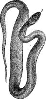 AMB181A.JPG