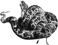 AMB178D.JPG