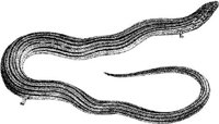 AMB177D.JPG
