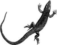 AMB176D.JPG