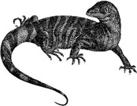 AMB173C.JPG