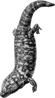 AMB172B.JPG