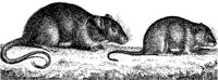 TAN013C.JPG