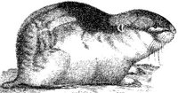 TAN012B.JPG