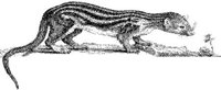 TAN011C.JPG