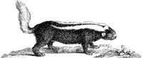 TAN011B.JPG