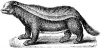 TAN011A.JPG