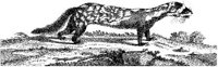 TAN009D.JPG