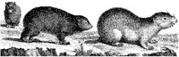 TAN005A.JPG