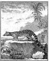 ANI104A.JPG