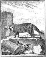 ANI103A.JPG