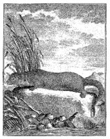 ANI102A.JPG