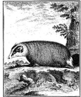 ANI099A.JPG