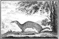 ANI091A.JPG