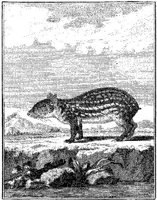 ANI069A.JPG