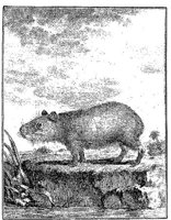 ANI068A.JPG
