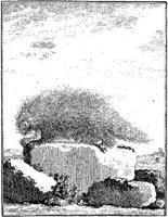 ANI067A.JPG