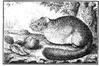 ANI063A.JPG