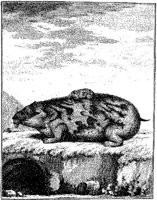 ANI061B.JPG