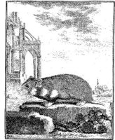 ANI061A.JPG