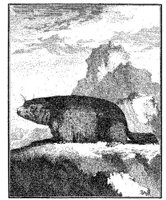 ANI056A.JPG