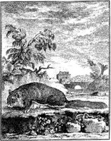 ANI055A.JPG